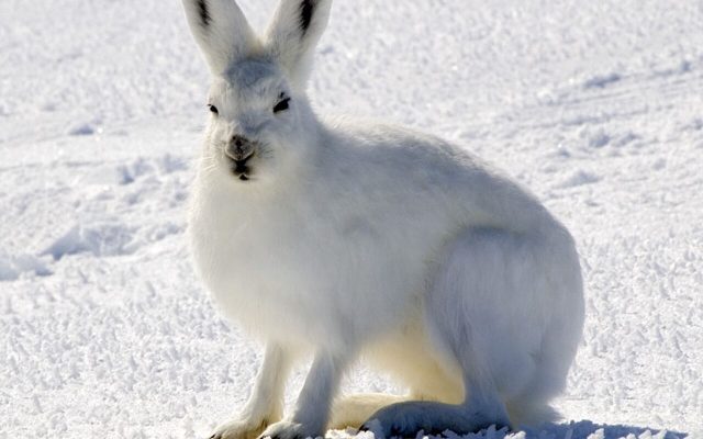 Arctic Hare reference