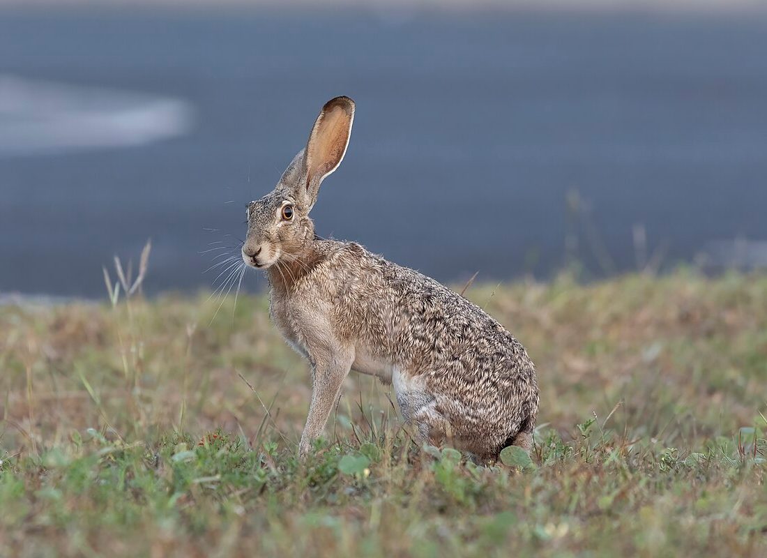 Black-Tailed Jackrabbit reference