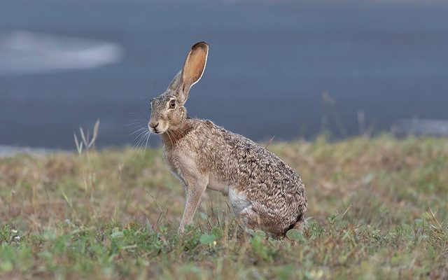 Black-tailed Jackrabbit reference