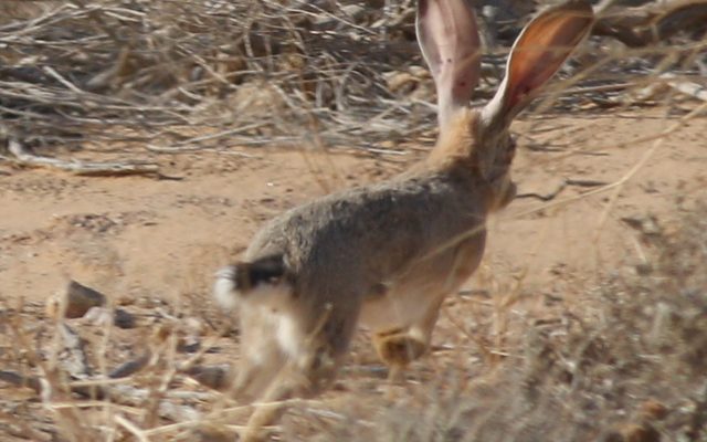 Cape Hare reference