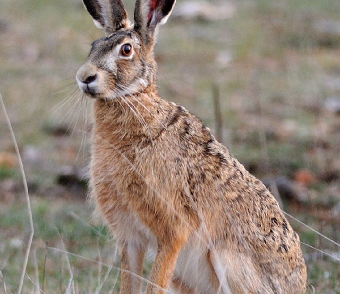 Brown Hare reference