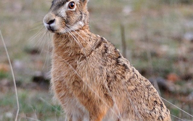 European Hare reference