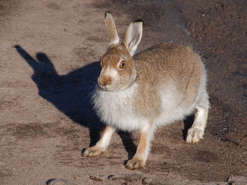 Mountain Hare reference