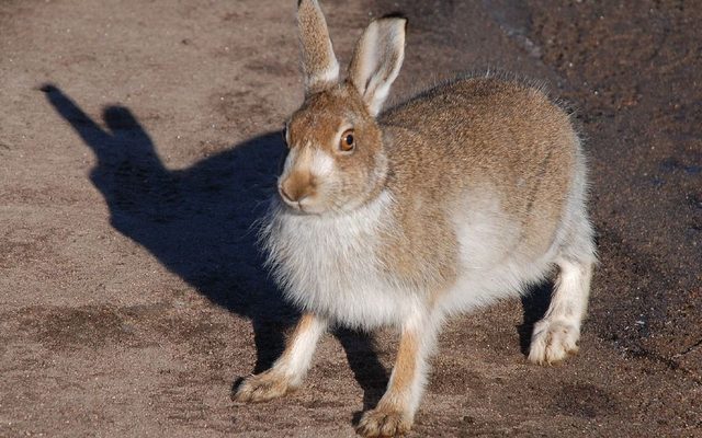 Mountain Hare reference