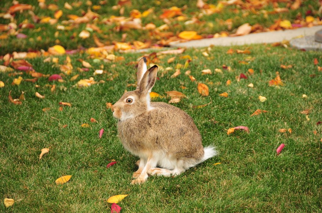 White-tailed Jackrabbit reference