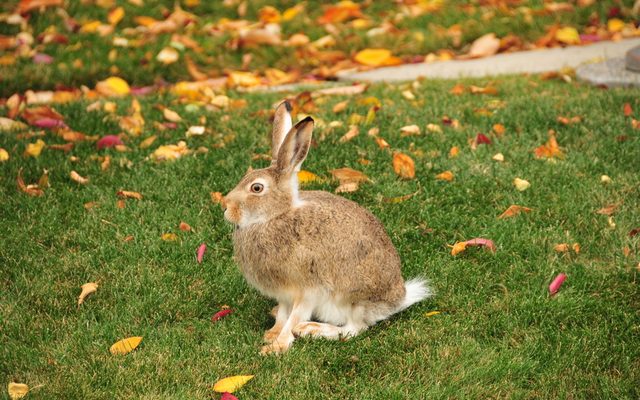 White-Tailed Jackrabbit reference