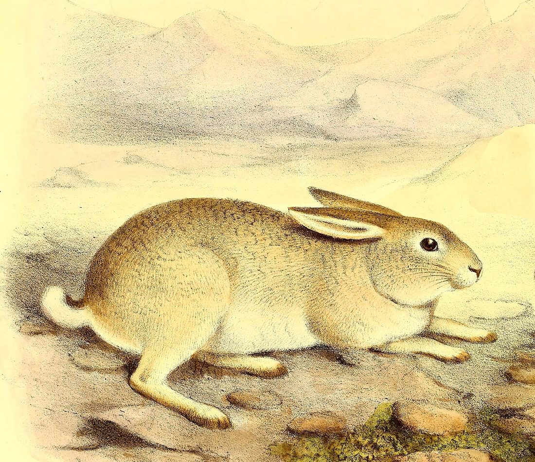 Tarim Hare reference