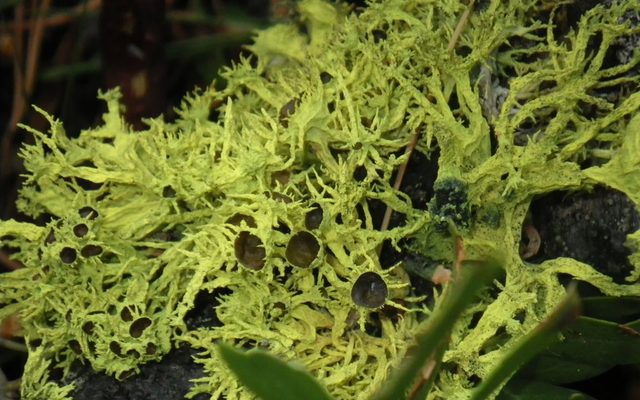 Brown-Eyed Wolf Lichen reference