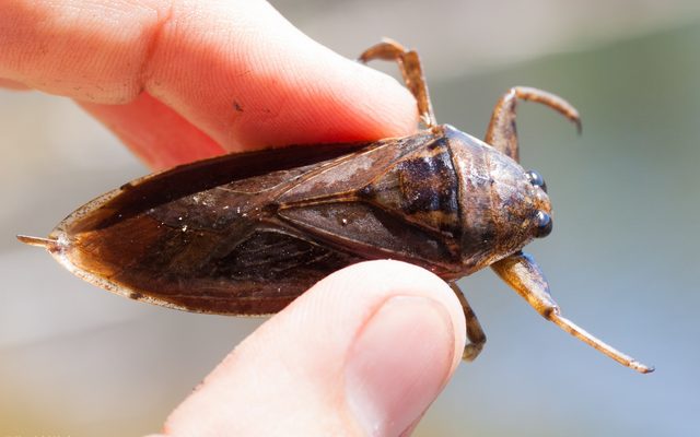 American Giant Water Bug reference