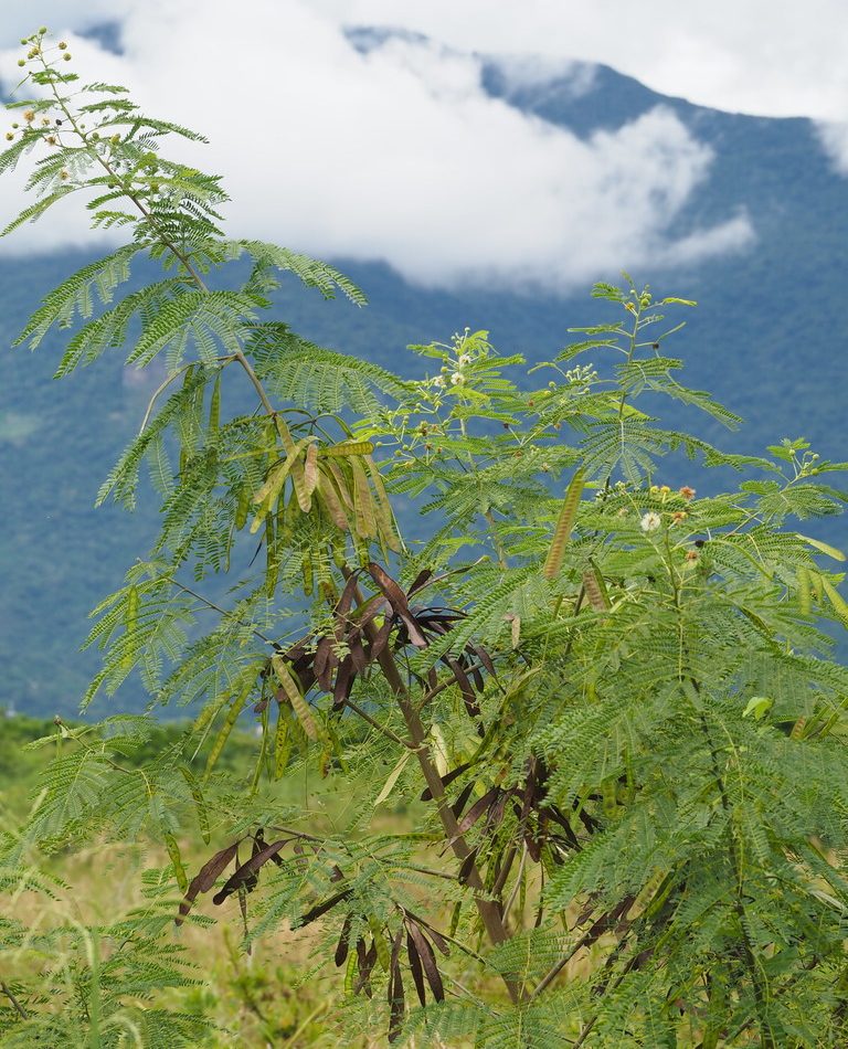 Leucaena leucocephala reference