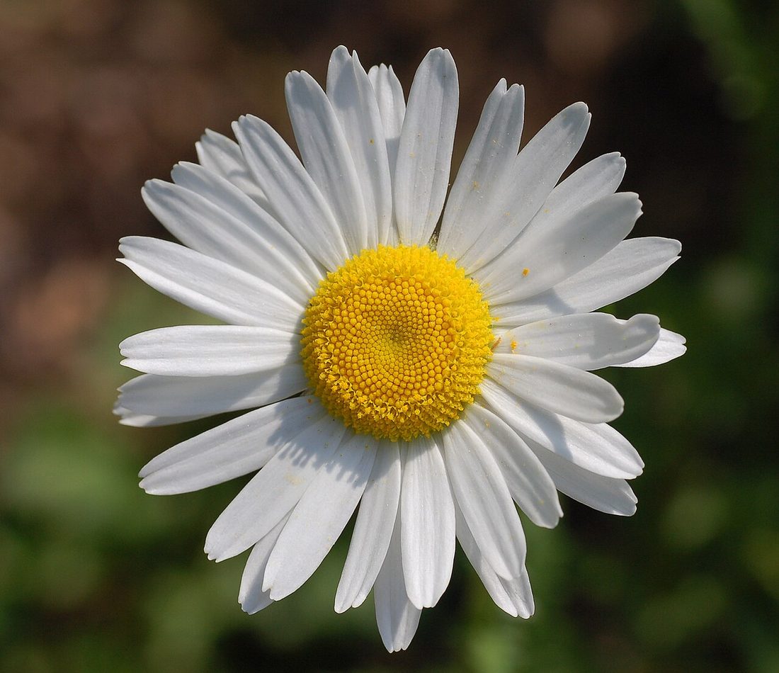 oxeye daisy reference