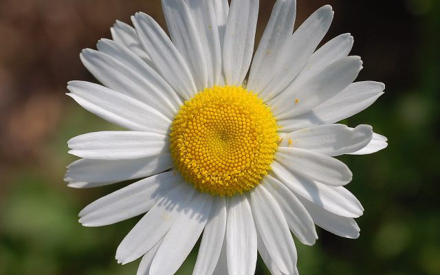 Oxeye Daisy reference