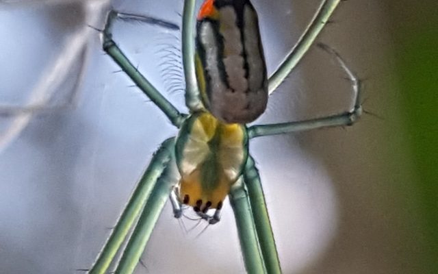 Mabel Orchard Orbweaver reference