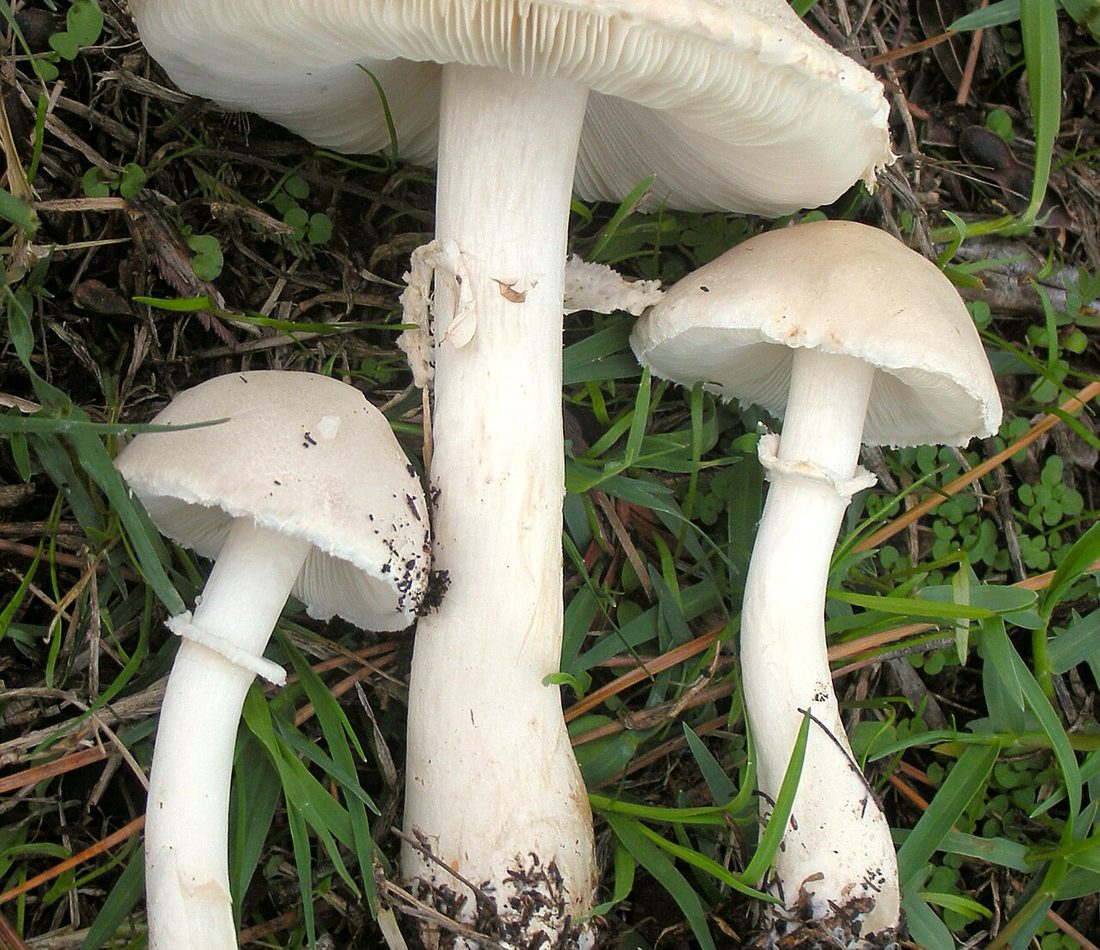 Leucoagaricus leucothites reference