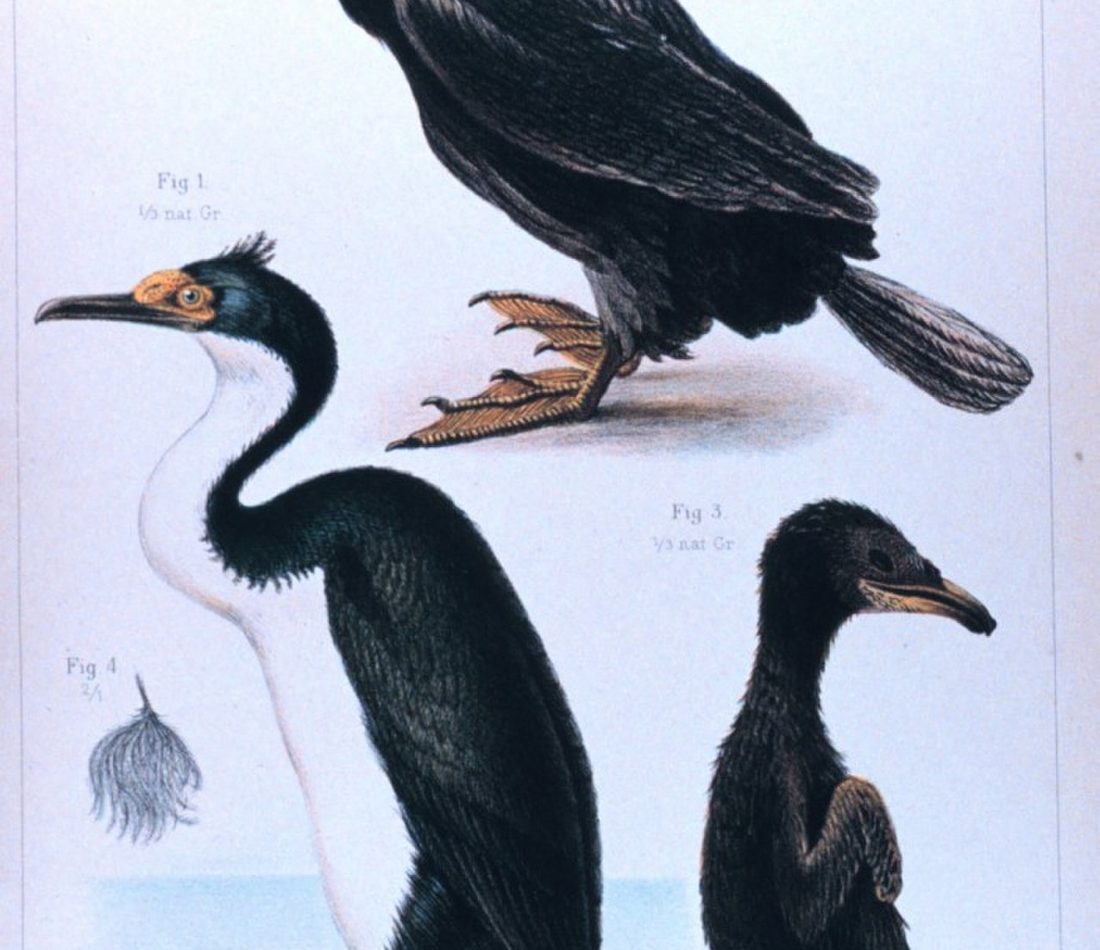 Kerguelen Shag reference