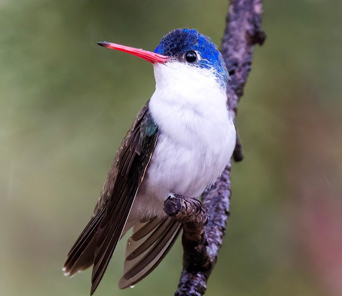 Violet-crowned Hummingbird reference