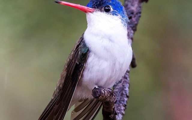 Violet-crowned Hummingbird reference