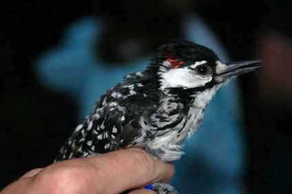 Red-cockaded Woodpecker reference