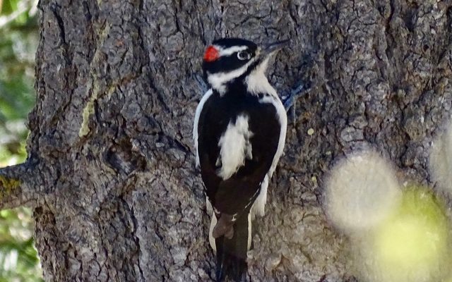 Hairy Woodpecker reference