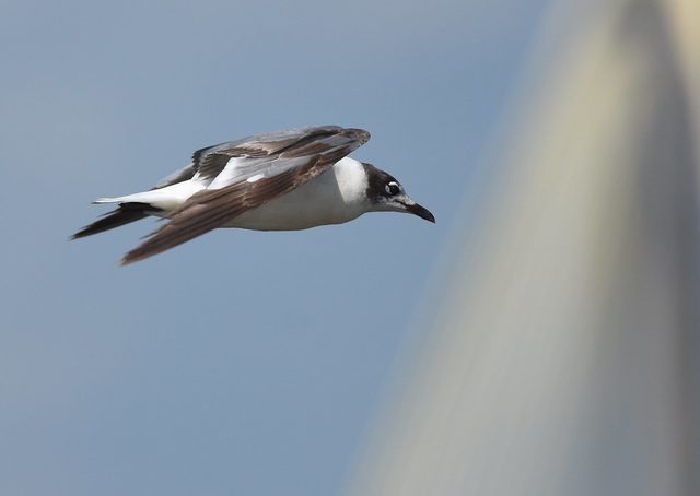 Franklin's Gull reference