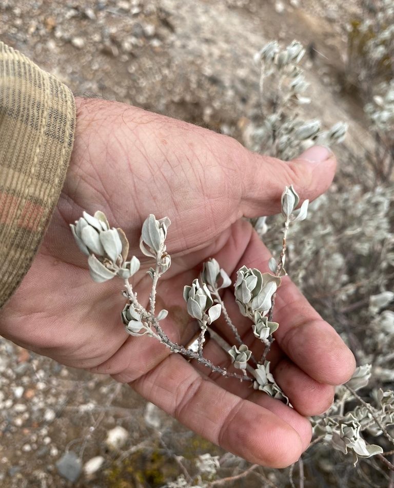 Leucophyllum frutescens reference
