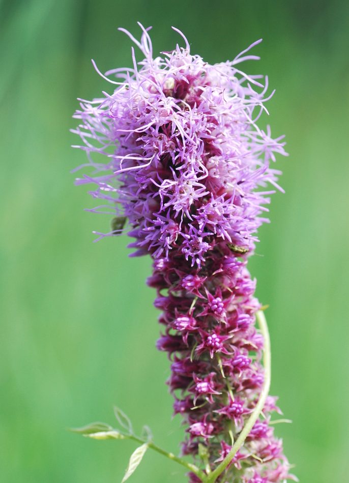 prairie blazing star reference