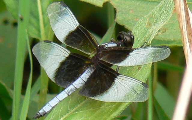 Widow Skimmer reference