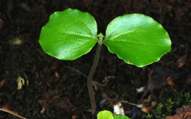 Chinese Privet reference