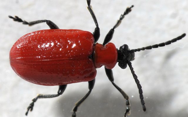 Scarlet Lily Beetle reference