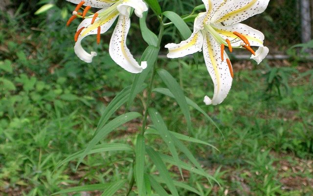 Golden-Rayed Lily reference
