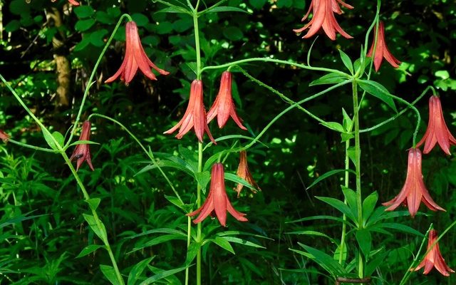 Canada Lily reference