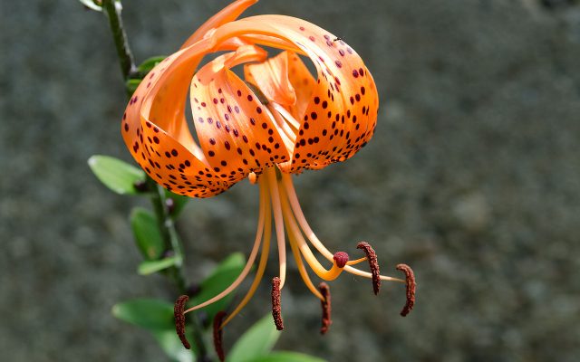 Tiger Lily reference