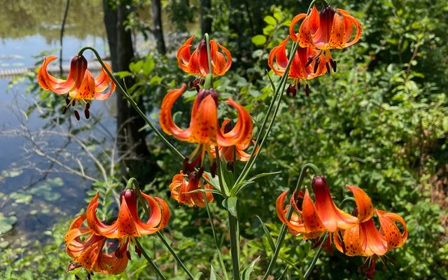 Michigan Lily reference