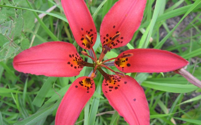 Wood Lily reference
