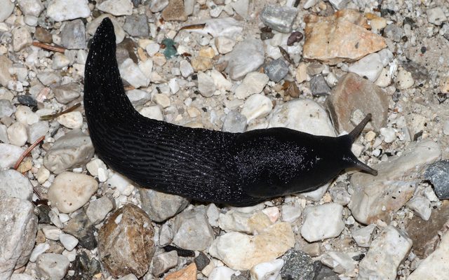 Ashy Black Slug reference