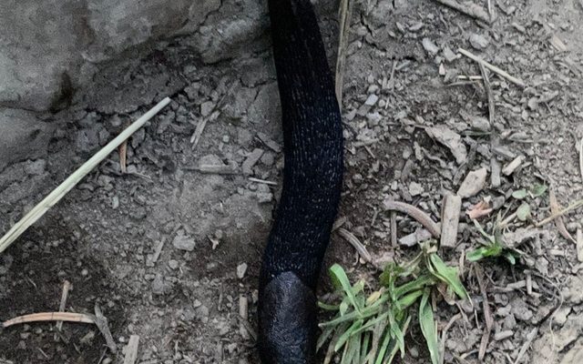Leopard Slug reference