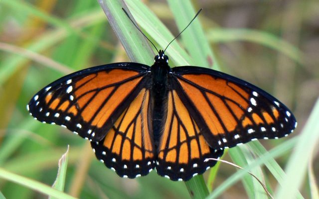 Viceroy Butterfly reference