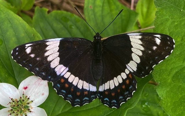 White Admiral reference
