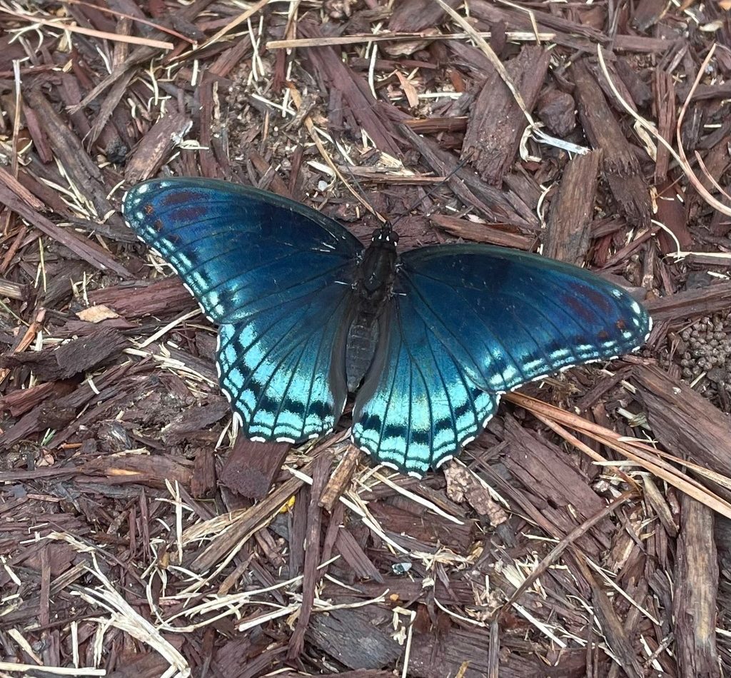 Red-spotted Admiral reference