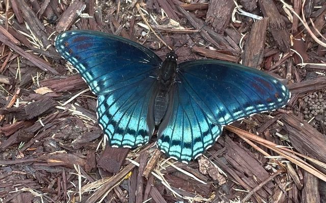 Red-spotted Purple reference