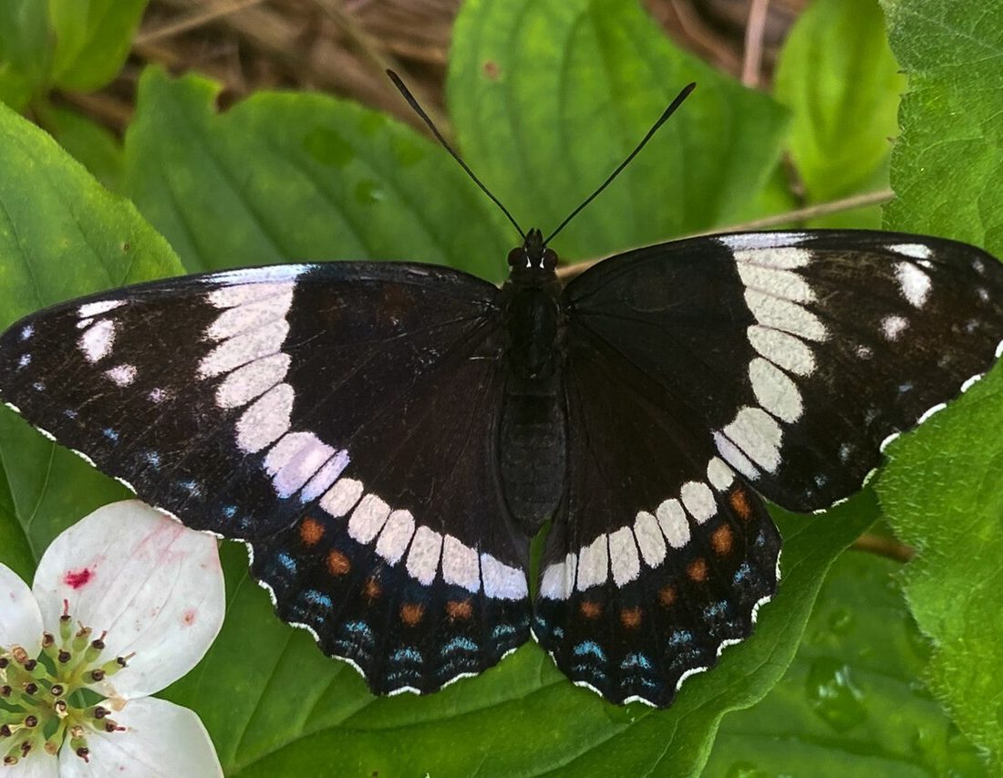 Red-spotted Purple reference