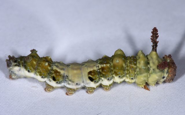 Lorquin's Admiral reference