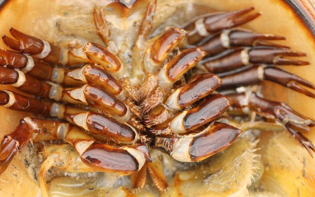 Horseshoe Crab reference