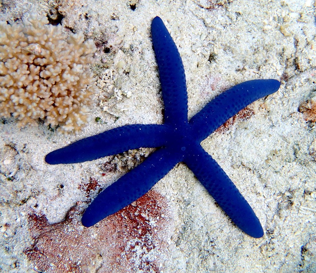 Blue Sea Star reference