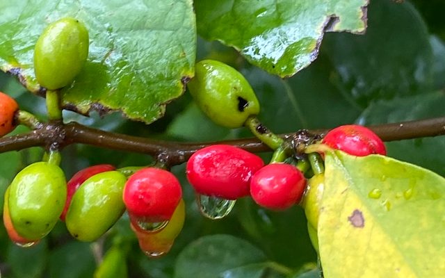 Spicebush reference