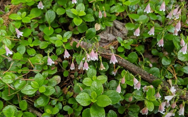 Twinflower reference