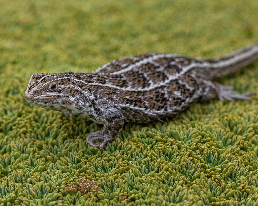 Magellanic Lizard reference