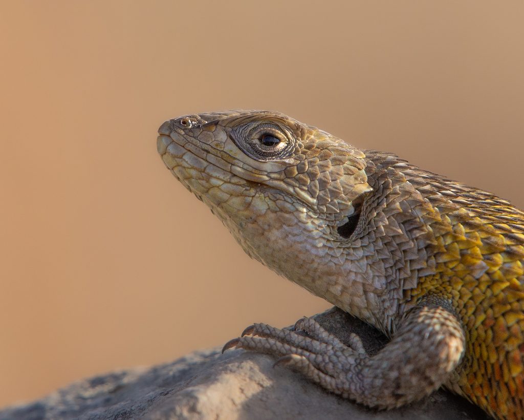 Shining Tree Iguana reference