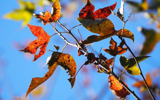 Formosan Sweetgum reference