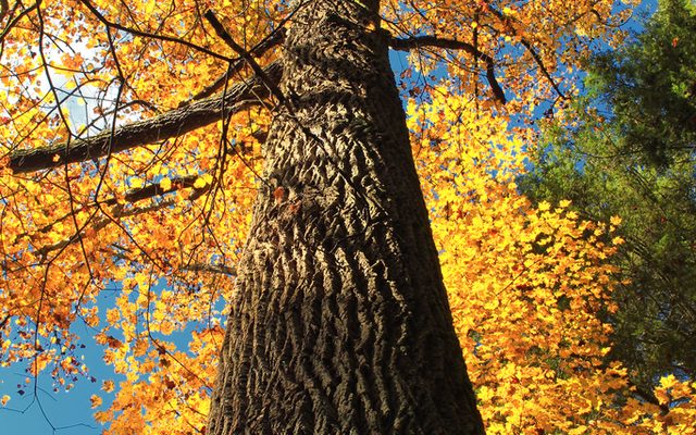 Tulip Tree reference